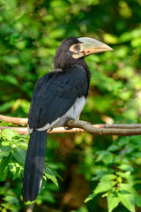 Juvenile of Oriental pied hornbill in closeup