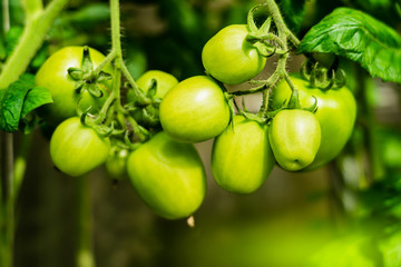 Fresh green tomatos in greenhouse.