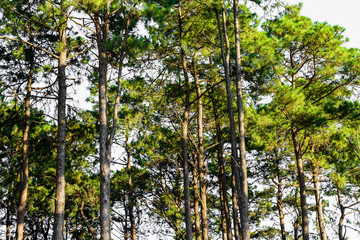 Green pine trees on mountainside with autumn in northern of Tahiland.