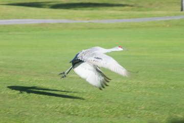 Sandhill Crane, Florida