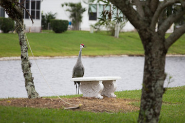 Sandhill Crane, Florida