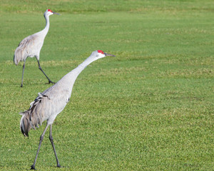 Sandhill Cranes, Florida