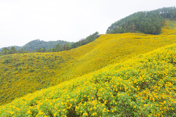 Yellow flower field