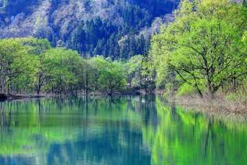 Fototapeta na wymiar 新緑の白川湖