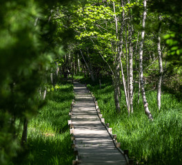Fototapeta na wymiar Forest Path in Acadia National Park in Maine 