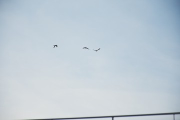 Birds