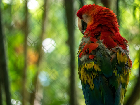 Portrait Of A Thick-Billed Parrot