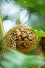 Fototapeta na wymiar Young shoot of fern close up in garden