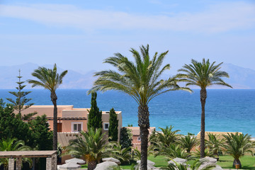 Fototapeta premium Palm trees on the beach on Kos island in Greece