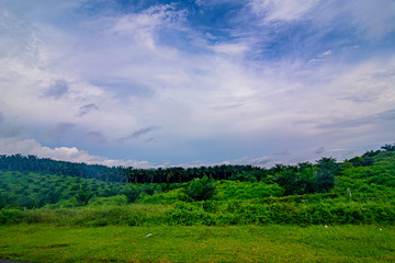 Palm oil tree replant in plantation at Malaysia