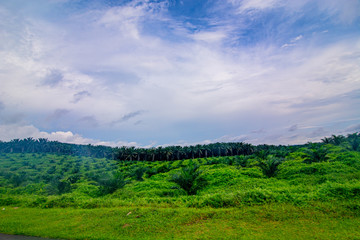 Palm oil tree replant in plantation at Malaysia