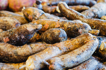 Yuca, Manihot esculenta, commonly called yucca, aipim, cassava, guacamota, casabe or casava, is a perennial shrub of the Euphorbiaceae family widely cultivated in America