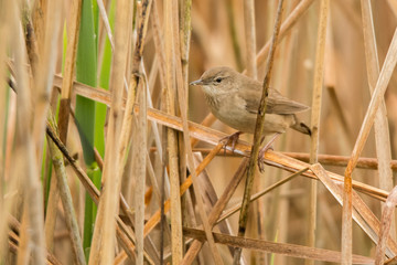 Savi's warbler (Locustella luscinioides). Bird among reeds. Polesie. Ukraine