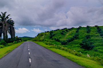 Palm oil tree replant in plantation at Malaysia