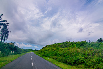 Palm oil tree replant in plantation at Malaysia