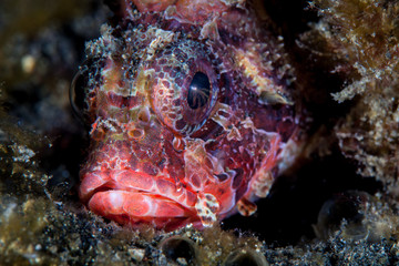 A Shortfin lionfish, Dendrochirus brachypterus, sits on the seafloor in Lembeh Strait, Indonesia. This colorful yet venomous creature is a nocturnal predator.