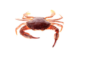 Crab isolated on white background.