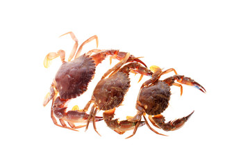 Crab isolated on white background.