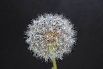 Fototapeta premium Biały kwiat mniszka lekarskiego