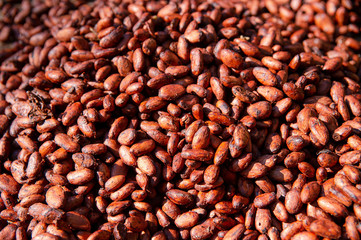Cultivo de Cacao en Tibú _ Norte de Santander - Colombia