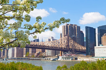 A view on Manhattan from Roosevelt Island in spring flowering season, New York, USA. Apple flowers with beautiful Manhattan landscape.