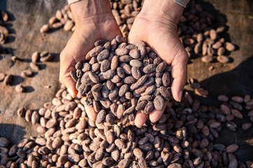 Cultivo de Cacao en Tibú _ Norte de Santander - Colombia