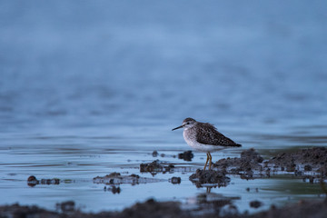 Wood sandpiper (Tringa glareola). Polesie. Ukraine