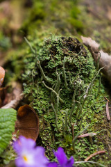 moss macro shot in borjomi