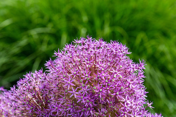 Close up of purple Allium in bloom against a blurred green garden background
