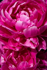 Nature background, close up of two vibrant pink peony flowers in full bloom