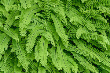 Nature background of Deer Fern growing in woodlands, pattern and texture in green