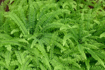 Nature background of Deer Fern growing in woodlands, pattern and texture in green