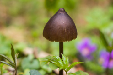 macro picture of small mushroom
