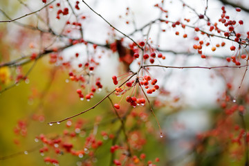Rowan Bush with water drops on the red berries of a rainy autumn day