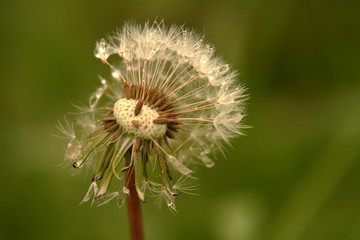 half-grown dandelion all alone in the meadow