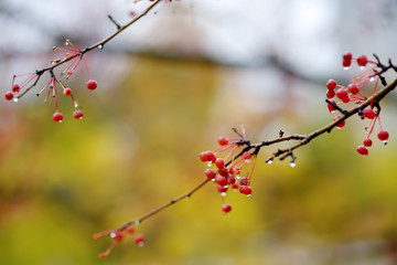 Rowan Bush with water drops on the red berries of a rainy autumn day