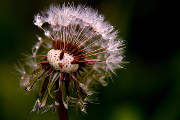 dandelion with a human face close-up