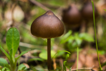 small brown mushroom in forest