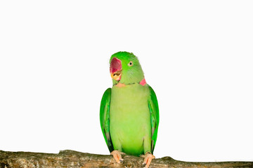  Alexandrine parakeet isolated