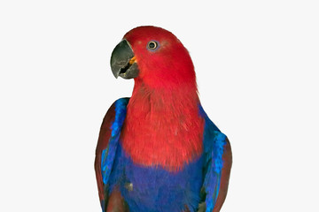 eclectus parrot isolated