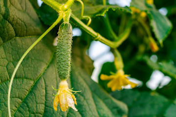 Growing and blooming juicy and fresh cucumbers in the greenhouse. Conception of gardening, organic healthy, eco food and vegetable diet. Close-up, macro