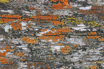 a lichen on a tree trunk by the color and shape of an abstract design. a mutualistic relationship