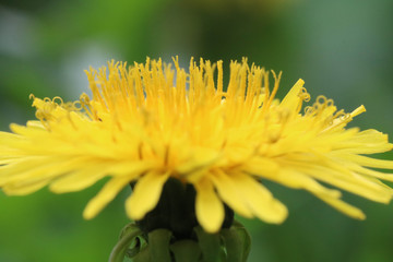 Dandelion close up. Macro Photo of the Dandelion plant with a fluffy yellow bud. The spring day. Side view, horizontal