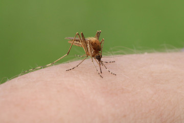 the mosquito sits on the skin and drinks the blood of a person