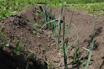 a green and blue leaves of Allium porrum leek plants growing at the farm in trench, a low calories vegetable perfectly suitable for diet