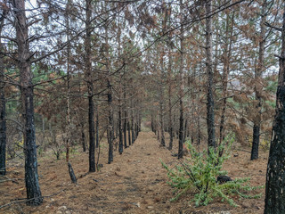 Pine forest landscape Autumn landscape