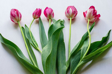 Bouquet of five flowers of tulips on a white background
