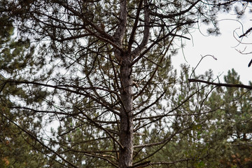 Pine forest landscape Autumn landscape