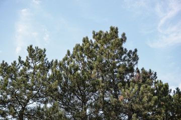 Pine forest landscape Autumn landscape