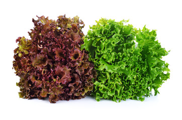 green and red lettuce isolated on white background